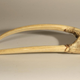 A walrus rostrum, or upper jaw bone, with tusks.